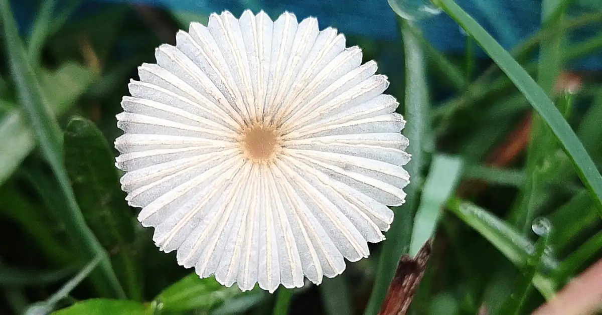 lillyflower2003