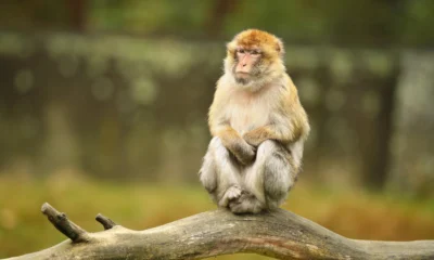 Albino Monkey