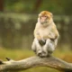 Albino Monkey