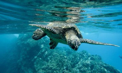 Phuket Happiness Trips Turtle Village