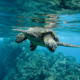 Phuket Happiness Trips Turtle Village