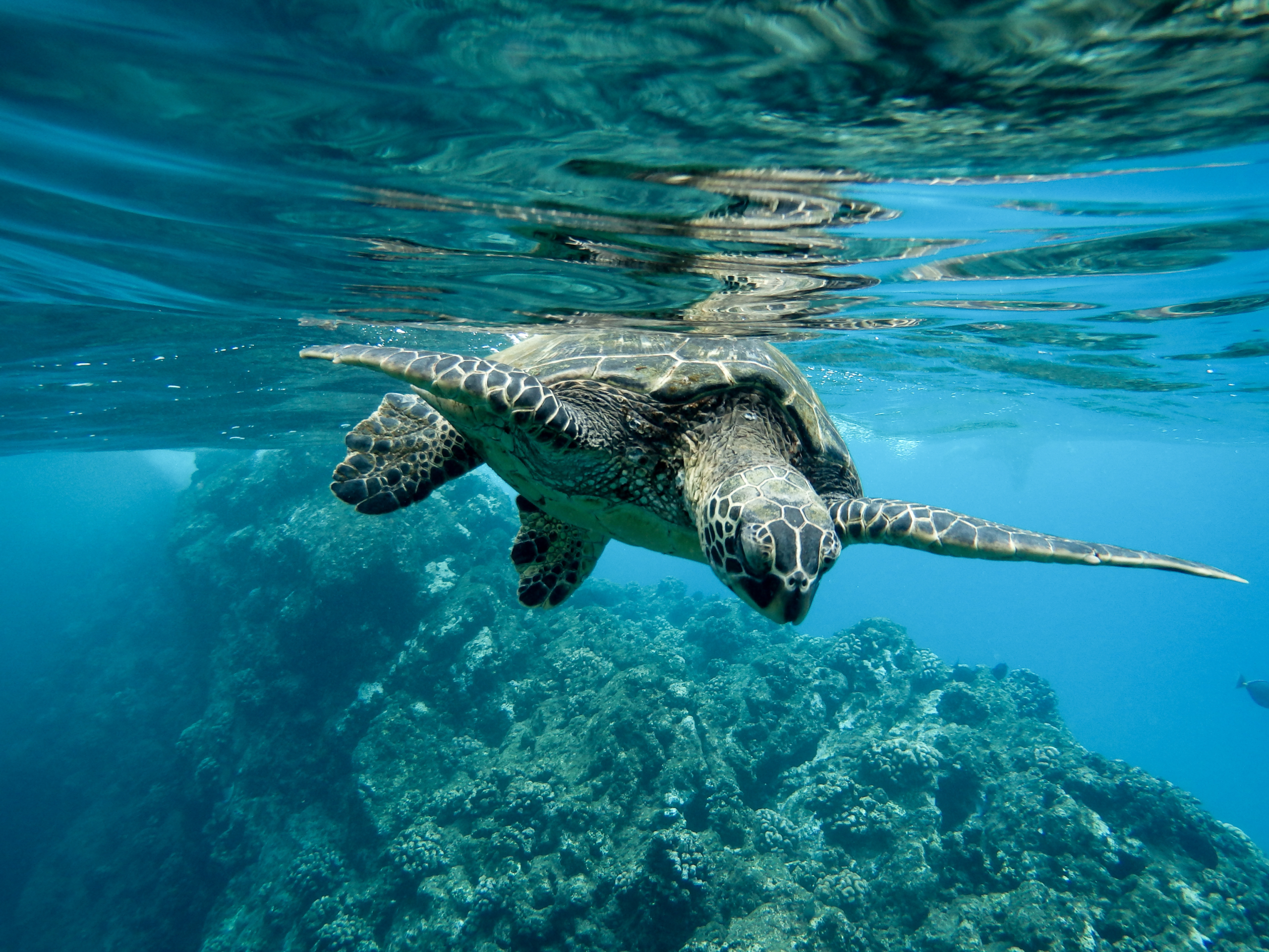 Phuket Happiness Trips Turtle Village