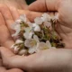 Flower Press