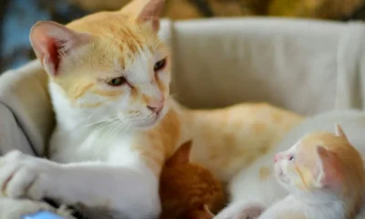 Breeding Bengal