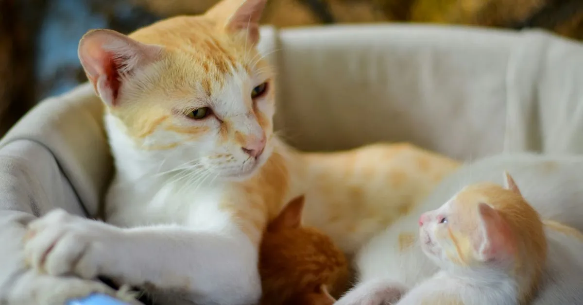 Breeding Bengal