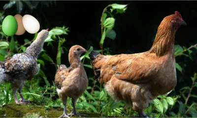 Why You’ll Love Copper Maran Chickens
