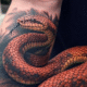 Snake Tattoo